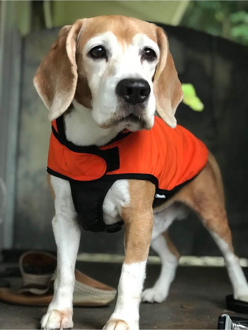 Wildebeest dog raincoat, size medium